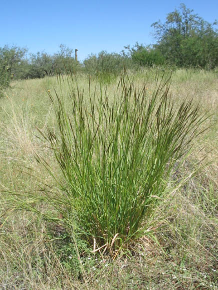  Heteropogon contortus